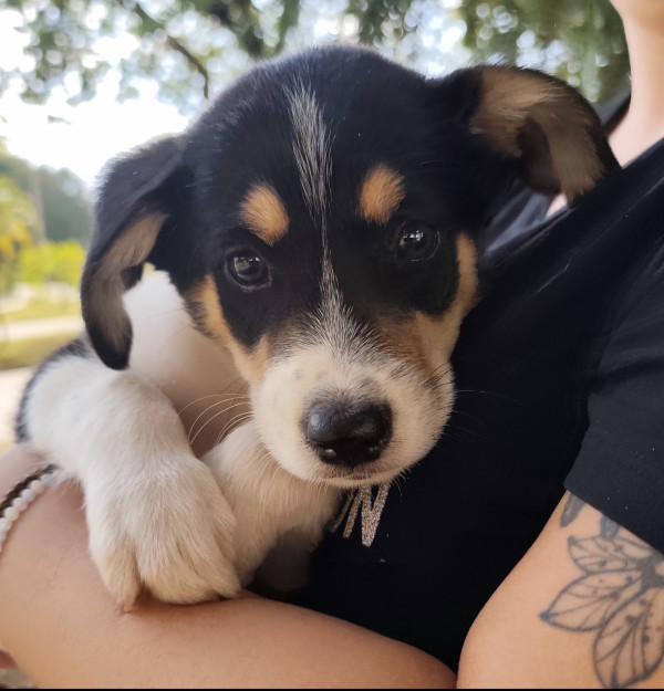 amado-nick-adocao-doacao-cachorro-gato-3