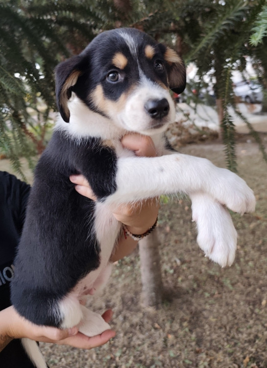 amado-nick-adocao-doacao-cachorro-gato-4
