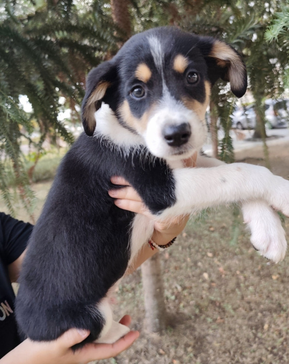 amado-nick-adocao-doacao-cachorro-gato-0