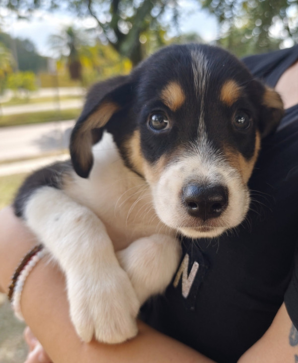 amado-nick-adocao-doacao-cachorro-gato-2