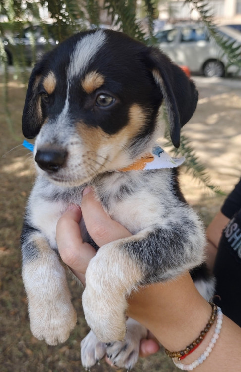 lindo-neo-adocao-doacao-cachorro-gato-2