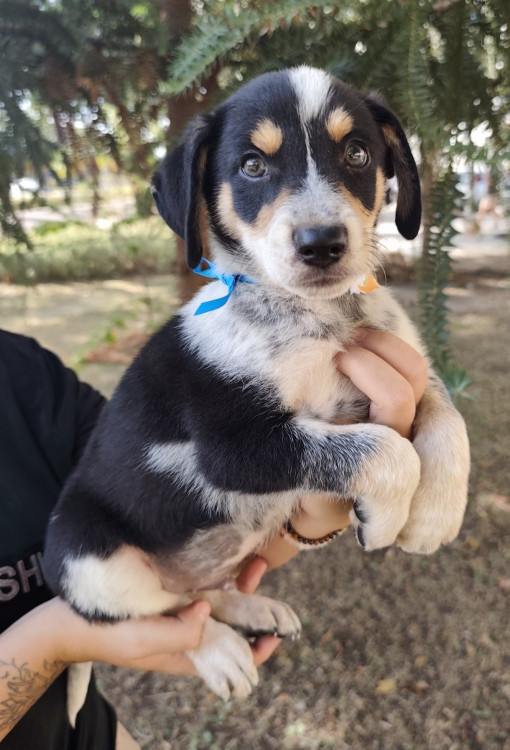 lindo-neo-adocao-doacao-cachorro-gato-1