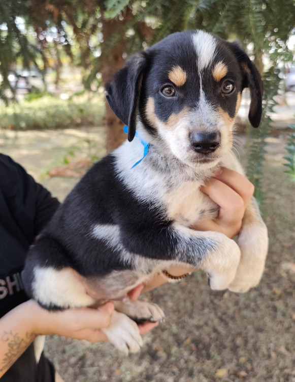 lindo-neo-adocao-doacao-cachorro-gato-0