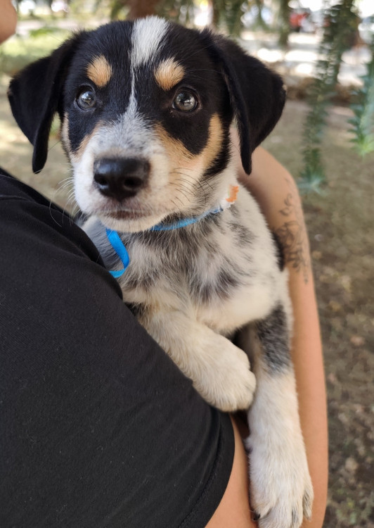 lindo-neo-adocao-doacao-cachorro-gato-3