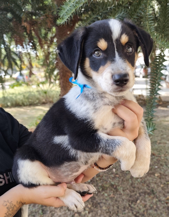 lindo-neo-adocao-doacao-cachorro-gato-4