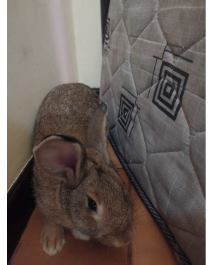 Doação de Coelho com Gaiola e Acessórios