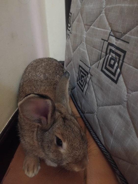 doacao-de-coelho-com-gaiola-e-acessorios-adocao-doacao-cachorro-gato-0