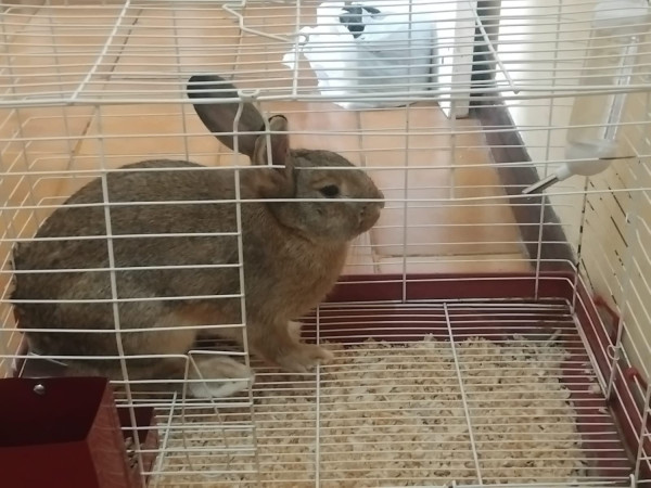 doacao-de-coelho-com-gaiola-e-acessorios-adocao-doacao-cachorro-gato-1