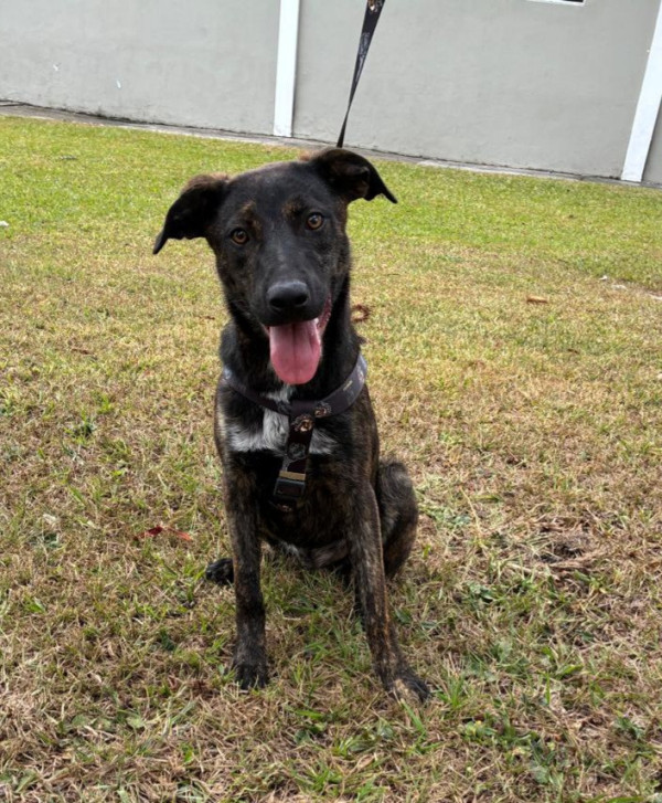 tico-adocao-doacao-cachorro-gato-0