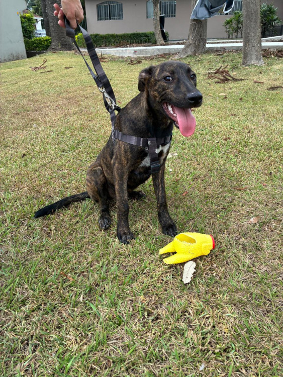 teco-adocao-doacao-cachorro-gato-0