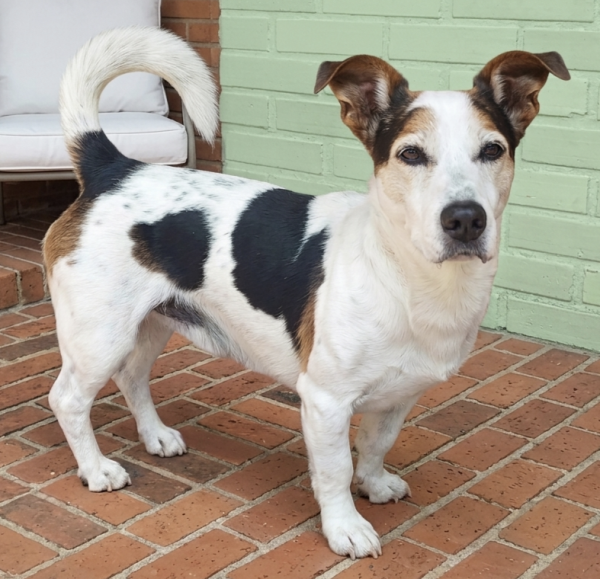 adote-bruce-adocao-doacao-cachorro-gato-0