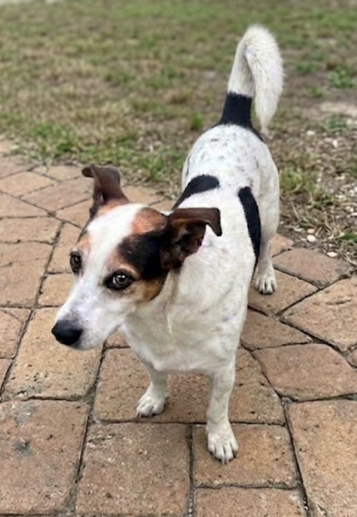 adote-bruce-adocao-doacao-cachorro-gato-4