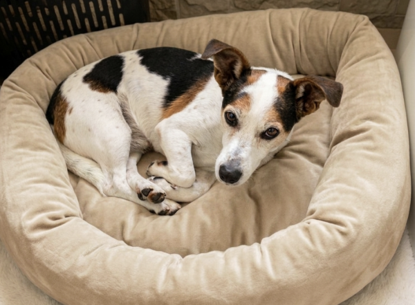 adote-bruce-adocao-doacao-cachorro-gato-2