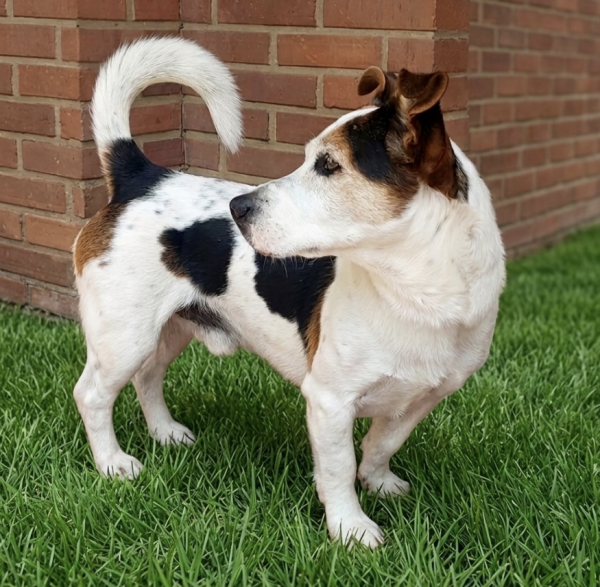 adote-bruce-adocao-doacao-cachorro-gato-1