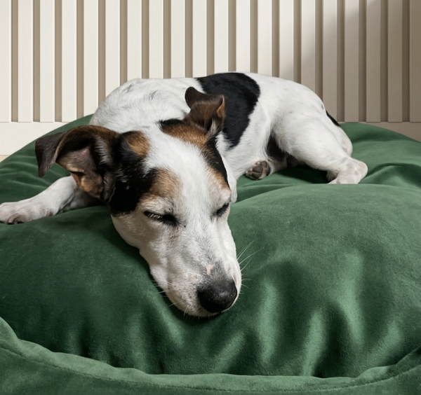 adote-bruce-adocao-doacao-cachorro-gato-3