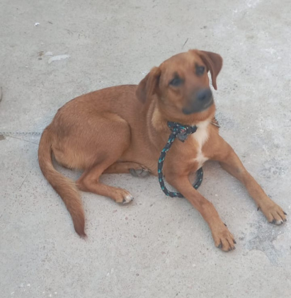 marrom-adocao-doacao-cachorro-gato-2