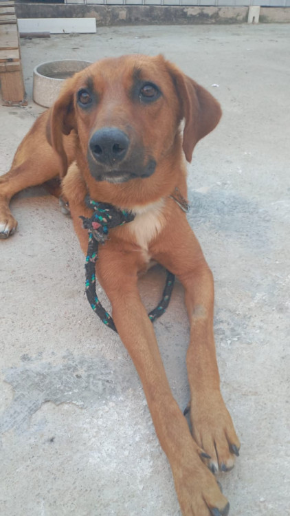 marrom-adocao-doacao-cachorro-gato-1