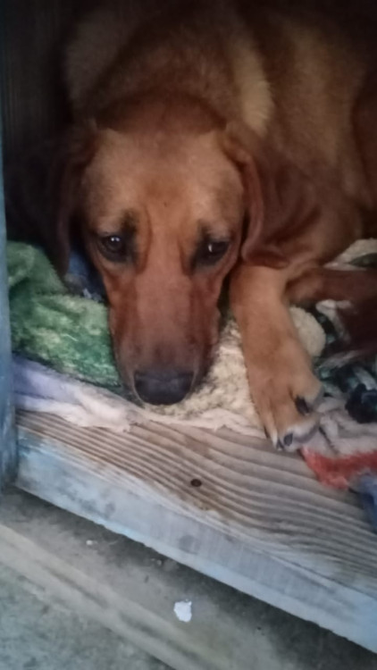 marrom-adocao-doacao-cachorro-gato-0