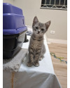 gatito-para-adocao-small-0