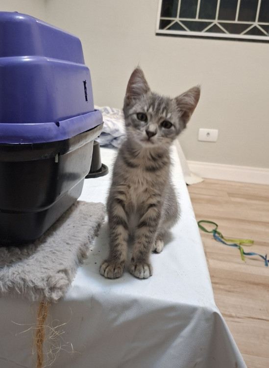 gatito-para-adocao-adocao-doacao-cachorro-gato-0