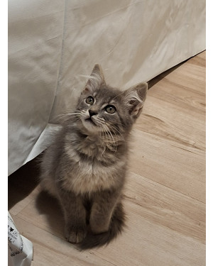 Gatita para adoção