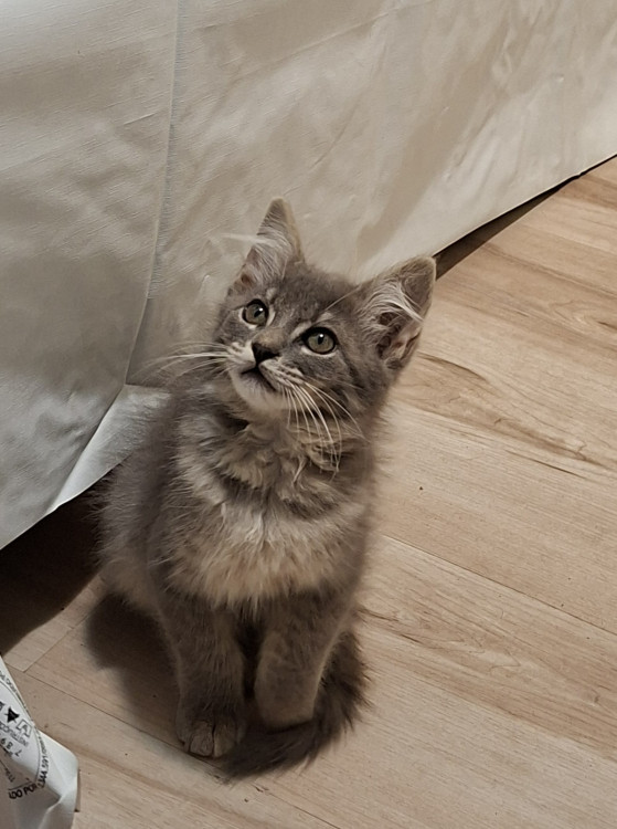 gatita-para-adocao-adocao-doacao-cachorro-gato-0