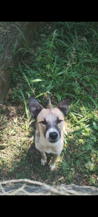 robson-adote-adocao-doacao-cachorro-gato-0