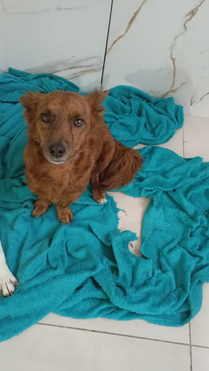 poli-adocao-doacao-cachorro-gato-0