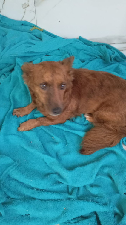 poli-adocao-doacao-cachorro-gato-1