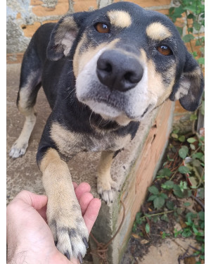 Linda cachorrinha brincalhona