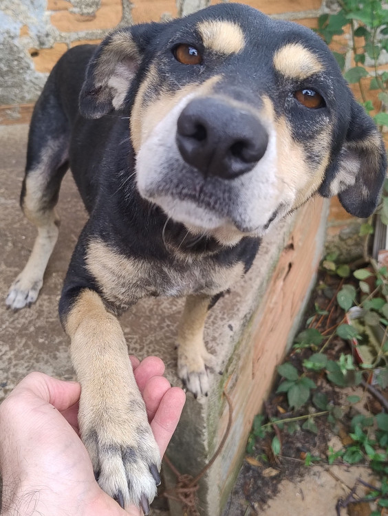 linda-cachorrinha-brincalhona-adocao-doacao-cachorro-gato-0