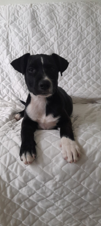 nego-adocao-doacao-cachorro-gato-0