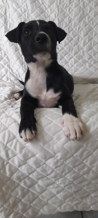 nego-adocao-doacao-cachorro-gato-1