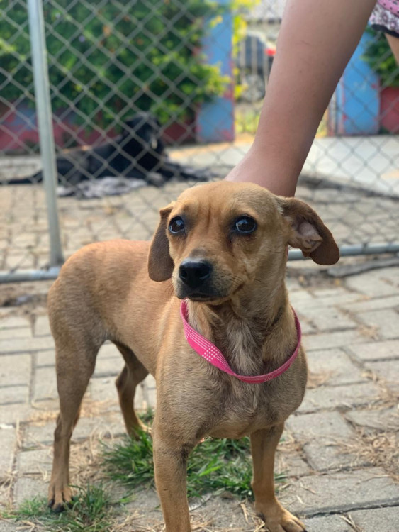 carmela-adocao-doacao-cachorro-gato-1