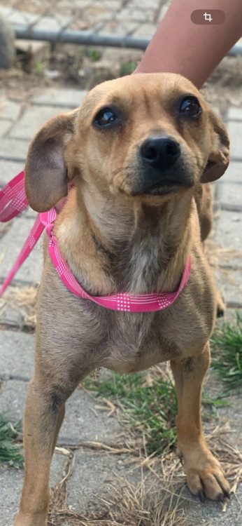 carmela-adocao-doacao-cachorro-gato-2