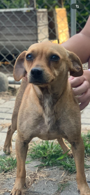 carmela-adocao-doacao-cachorro-gato-0