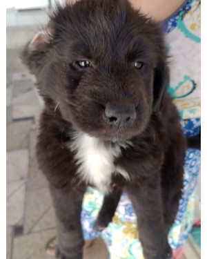 Doação filhotinho preto