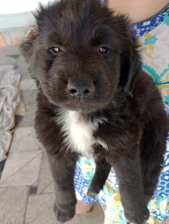 doacao-filhotinho-preto-adocao-doacao-cachorro-gato-1