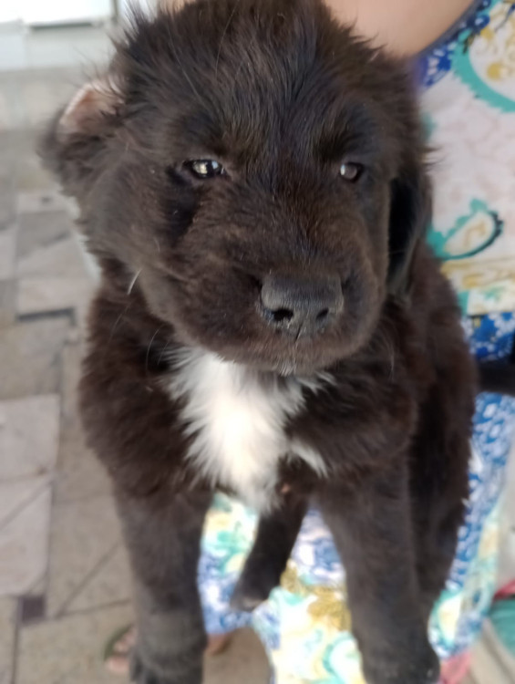 doacao-filhotinho-preto-adocao-doacao-cachorro-gato-0