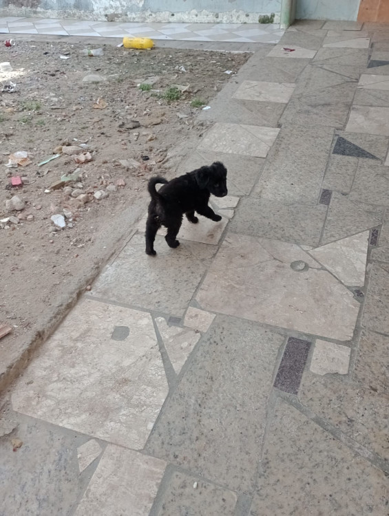 doacao-filhotinho-preto-adocao-doacao-cachorro-gato-3