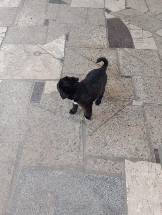 doacao-filhotinho-preto-adocao-doacao-cachorro-gato-2