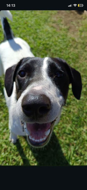 branca-esta-te-esperando-adocao-doacao-cachorro-gato-2