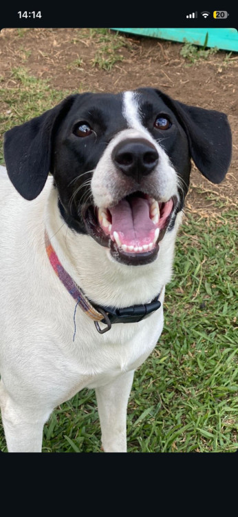 branca-esta-te-esperando-adocao-doacao-cachorro-gato-0