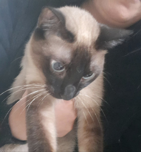 linda-hortensia-adocao-doacao-cachorro-gato-0