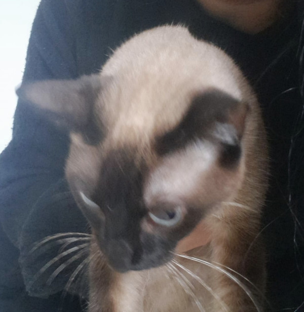 linda-hortensia-adocao-doacao-cachorro-gato-1