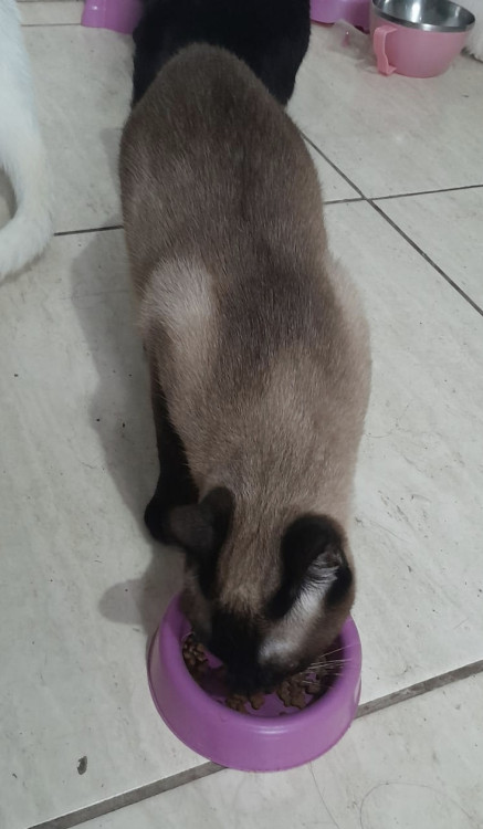 linda-hortensia-adocao-doacao-cachorro-gato-3