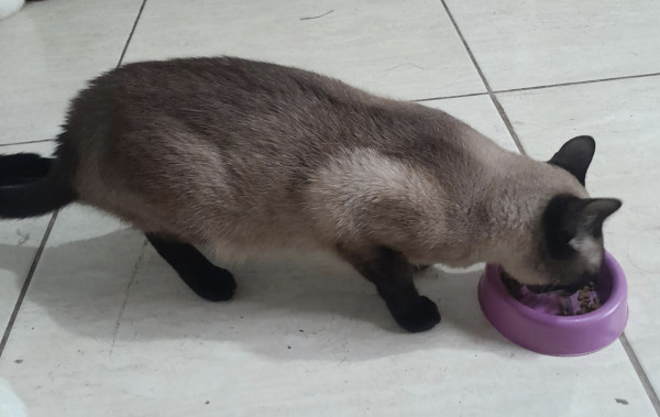 linda-hortensia-adocao-doacao-cachorro-gato-2