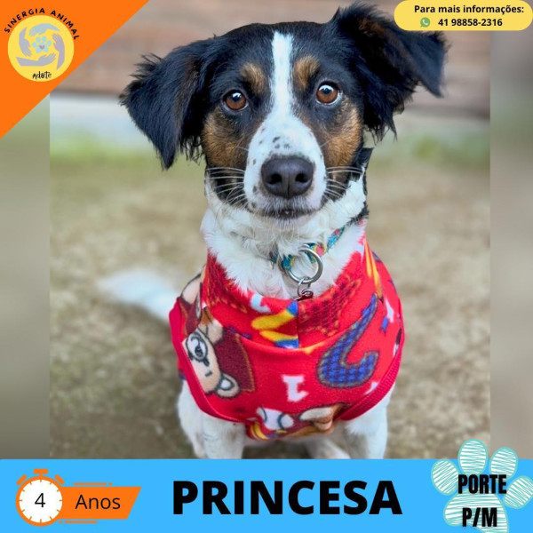 princesa-para-adocao-responsavel-adocao-doacao-cachorro-gato-1