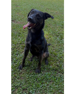 Henrique -!Para Adoção Responsável