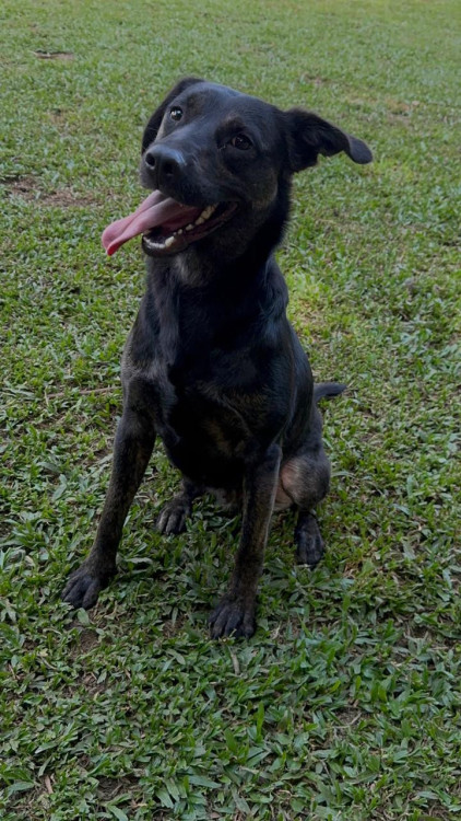 henrique-para-adocao-responsavel-adocao-doacao-cachorro-gato-0